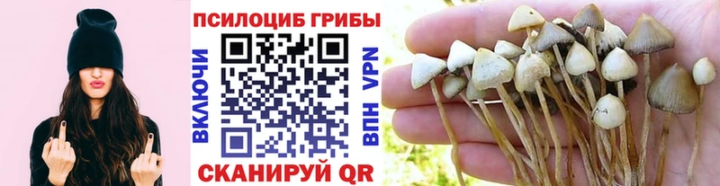мориарти как зайти Горячеводский Псилоцибиновые грибы Psilocybe hydra онион